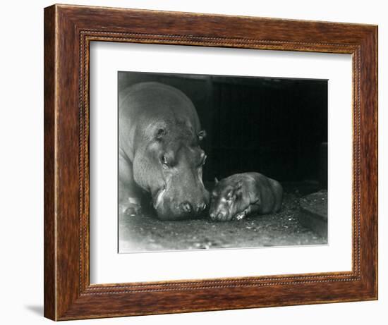 Hippopotamus Joan with Her Male Calf Jimmy at London Zoo in March 1927 (B/W Photo)-Frederick William Bond-Framed Giclee Print