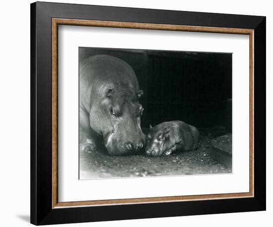 Hippopotamus Joan with Her Male Calf Jimmy at London Zoo in March 1927 (B/W Photo)-Frederick William Bond-Framed Giclee Print