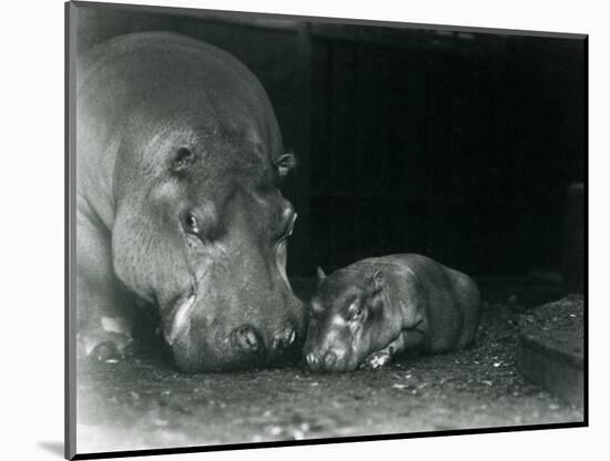 Hippopotamus Joan with Her Male Calf Jimmy at London Zoo in March 1927 (B/W Photo)-Frederick William Bond-Mounted Giclee Print