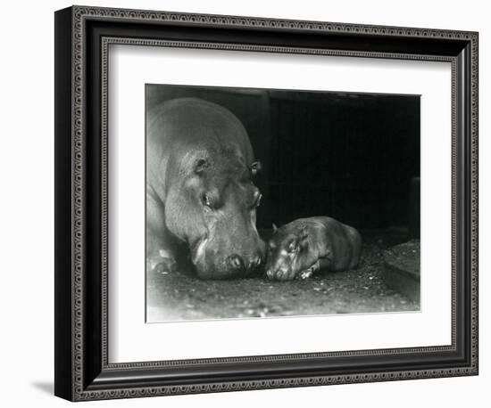 Hippopotamus Joan with Her Male Calf Jimmy at London Zoo in March 1927 (B/W Photo)-Frederick William Bond-Framed Giclee Print