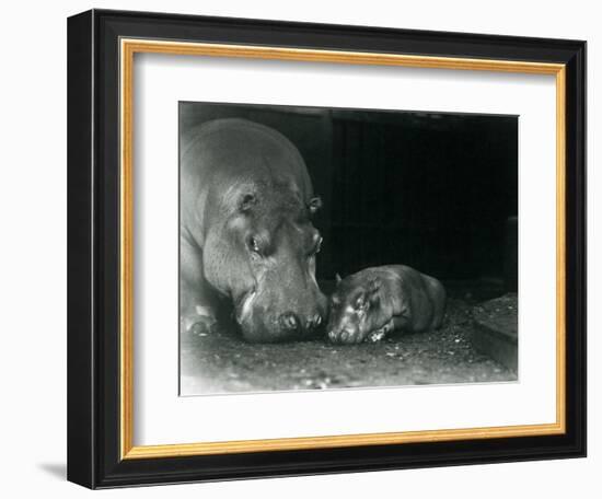 Hippopotamus Joan with Her Male Calf Jimmy at London Zoo in March 1927 (B/W Photo)-Frederick William Bond-Framed Giclee Print