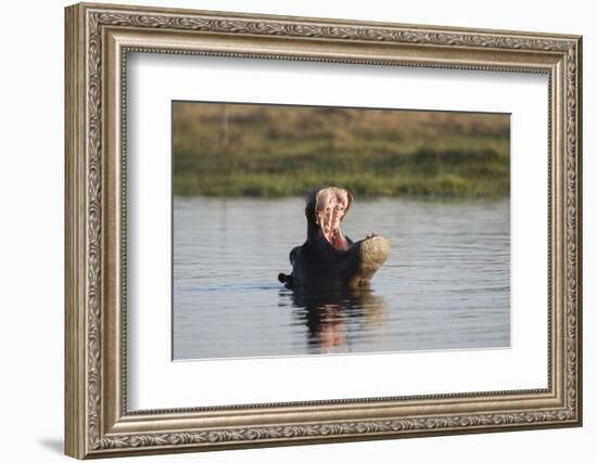 Hippopotamus, Khwai Concession, Okavango Delta, Botswana-Sergio Pitamitz-Framed Photographic Print