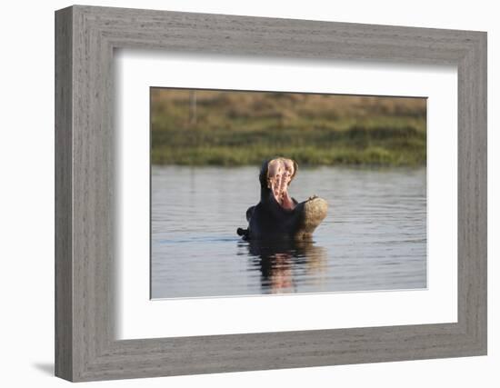 Hippopotamus, Khwai Concession, Okavango Delta, Botswana-Sergio Pitamitz-Framed Photographic Print