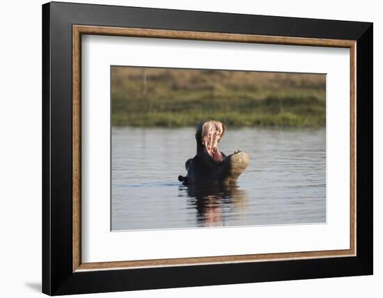 Hippopotamus, Khwai Concession, Okavango Delta, Botswana-Sergio Pitamitz-Framed Photographic Print