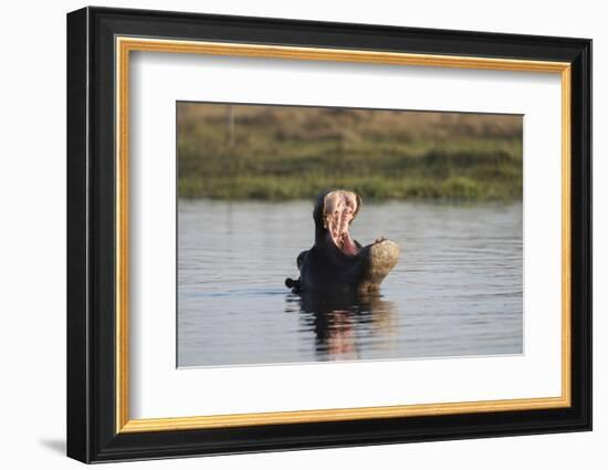 Hippopotamus, Khwai Concession, Okavango Delta, Botswana-Sergio Pitamitz-Framed Photographic Print