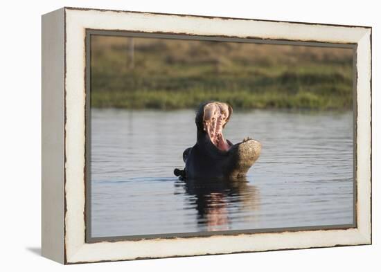 Hippopotamus, Khwai Concession, Okavango Delta, Botswana-Sergio Pitamitz-Framed Premier Image Canvas