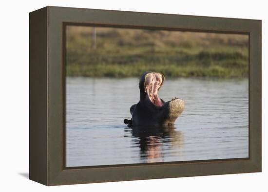 Hippopotamus, Khwai Concession, Okavango Delta, Botswana-Sergio Pitamitz-Framed Premier Image Canvas