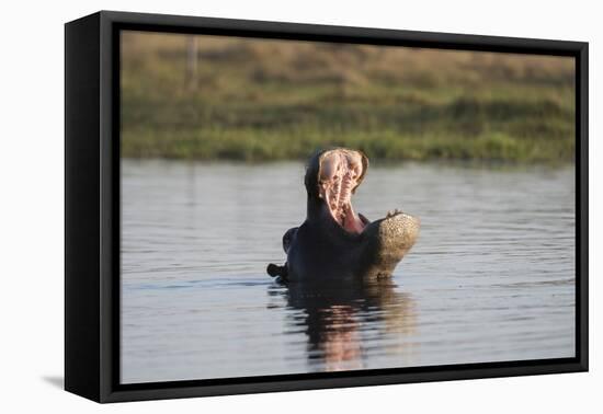 Hippopotamus, Khwai Concession, Okavango Delta, Botswana-Sergio Pitamitz-Framed Premier Image Canvas