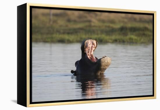 Hippopotamus, Khwai Concession, Okavango Delta, Botswana-Sergio Pitamitz-Framed Premier Image Canvas