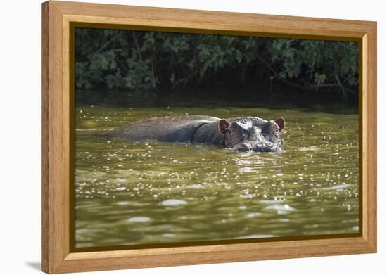 Hippopotamus, Lake Mburu National Park, Uganda, Africa-Janette Hill-Framed Premier Image Canvas