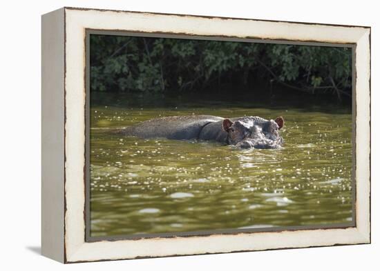 Hippopotamus, Lake Mburu National Park, Uganda, Africa-Janette Hill-Framed Premier Image Canvas