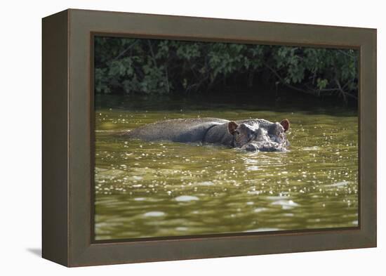 Hippopotamus, Lake Mburu National Park, Uganda, Africa-Janette Hill-Framed Premier Image Canvas