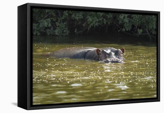 Hippopotamus, Lake Mburu National Park, Uganda, Africa-Janette Hill-Framed Premier Image Canvas