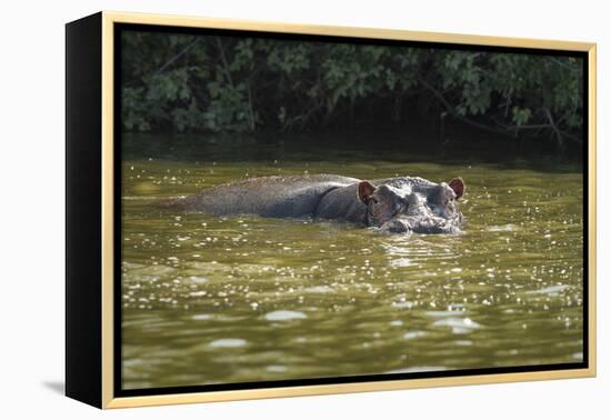 Hippopotamus, Lake Mburu National Park, Uganda, Africa-Janette Hill-Framed Premier Image Canvas