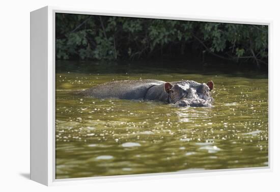 Hippopotamus, Lake Mburu National Park, Uganda, Africa-Janette Hill-Framed Premier Image Canvas