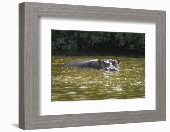 Hippopotamus, Lake Mburu National Park, Uganda, Africa-Janette Hill-Framed Photographic Print