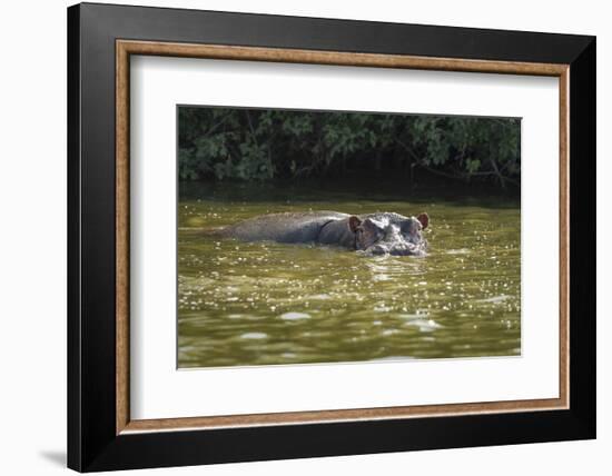 Hippopotamus, Lake Mburu National Park, Uganda, Africa-Janette Hill-Framed Photographic Print