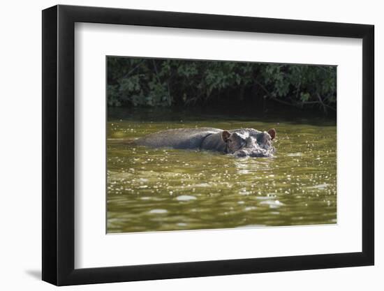 Hippopotamus, Lake Mburu National Park, Uganda, Africa-Janette Hill-Framed Photographic Print