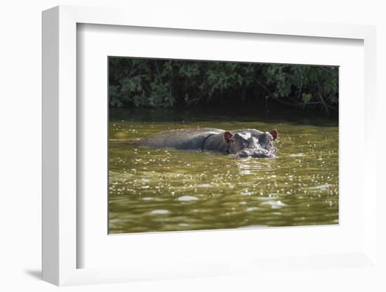 Hippopotamus, Lake Mburu National Park, Uganda, Africa-Janette Hill-Framed Photographic Print