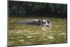 Hippopotamus, Lake Mburu National Park, Uganda, Africa-Janette Hill-Mounted Photographic Print