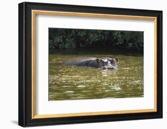 Hippopotamus, Lake Mburu National Park, Uganda, Africa-Janette Hill-Framed Photographic Print