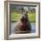 Hippopotamus, Okavango Delta, Botswana, Africa-Angelo Cavalli-Framed Photographic Print