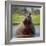 Hippopotamus, Okavango Delta, Botswana, Africa-Angelo Cavalli-Framed Photographic Print