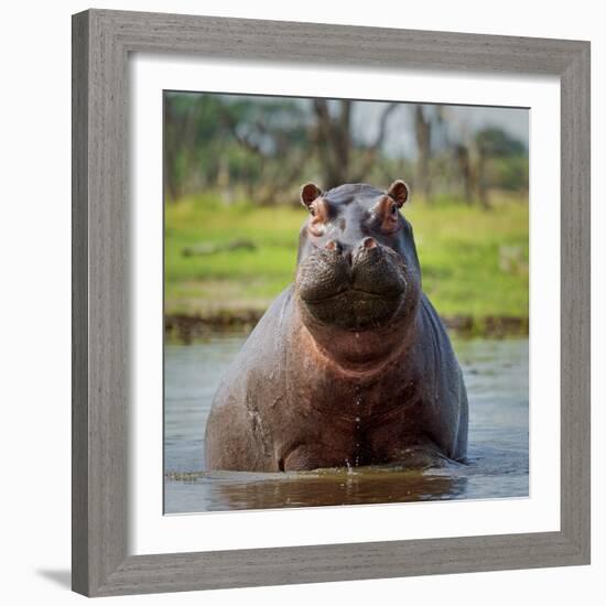 Hippopotamus, Okavango Delta, Botswana, Africa-Angelo Cavalli-Framed Photographic Print