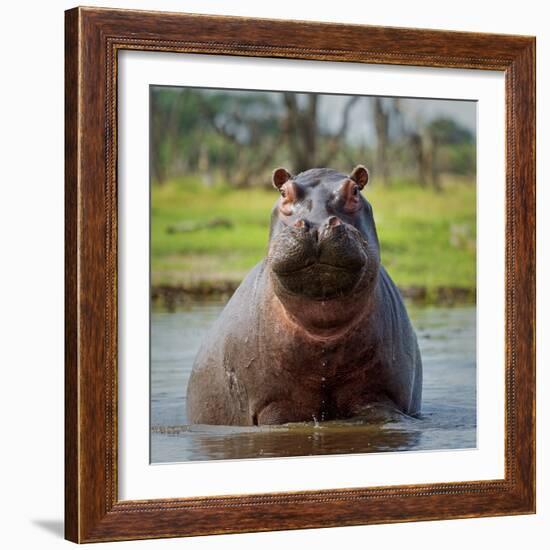 Hippopotamus, Okavango Delta, Botswana, Africa-Angelo Cavalli-Framed Photographic Print