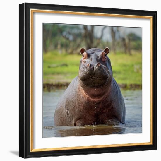 Hippopotamus, Okavango Delta, Botswana, Africa-Angelo Cavalli-Framed Photographic Print