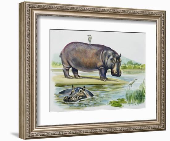 Hippopotamus or Hippo (Hippopotamus Amphibius), Hippopotamidae-null-Framed Giclee Print