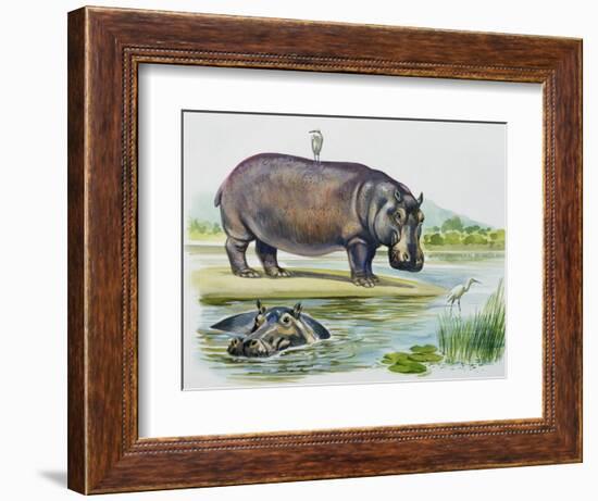 Hippopotamus or Hippo (Hippopotamus Amphibius), Hippopotamidae--Framed Giclee Print