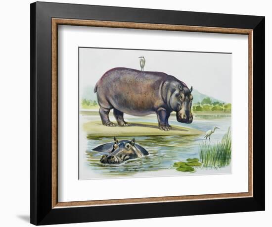 Hippopotamus or Hippo (Hippopotamus Amphibius), Hippopotamidae-null-Framed Giclee Print