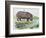 Hippopotamus or Hippo (Hippopotamus Amphibius), Hippopotamidae-null-Framed Giclee Print