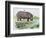 Hippopotamus or Hippo (Hippopotamus Amphibius), Hippopotamidae-null-Framed Giclee Print