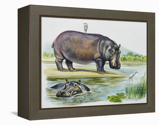 Hippopotamus or Hippo (Hippopotamus Amphibius), Hippopotamidae-null-Framed Premier Image Canvas