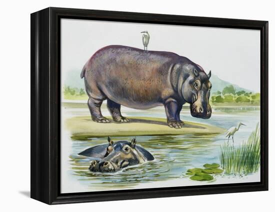 Hippopotamus or Hippo (Hippopotamus Amphibius), Hippopotamidae-null-Framed Premier Image Canvas