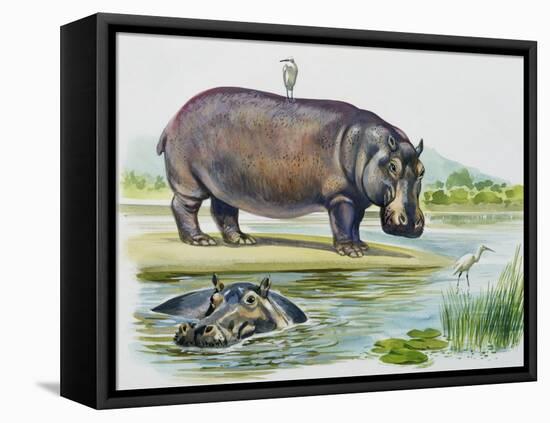 Hippopotamus or Hippo (Hippopotamus Amphibius), Hippopotamidae-null-Framed Premier Image Canvas