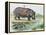 Hippopotamus or Hippo (Hippopotamus Amphibius), Hippopotamidae-null-Framed Premier Image Canvas