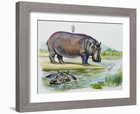 Hippopotamus or Hippo (Hippopotamus Amphibius), Hippopotamidae-null-Framed Giclee Print