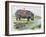 Hippopotamus or Hippo (Hippopotamus Amphibius), Hippopotamidae-null-Framed Giclee Print