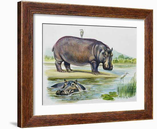 Hippopotamus or Hippo (Hippopotamus Amphibius), Hippopotamidae-null-Framed Giclee Print