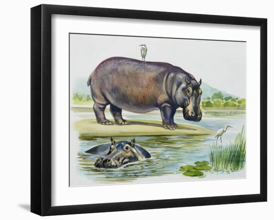 Hippopotamus or Hippo (Hippopotamus Amphibius), Hippopotamidae-null-Framed Giclee Print