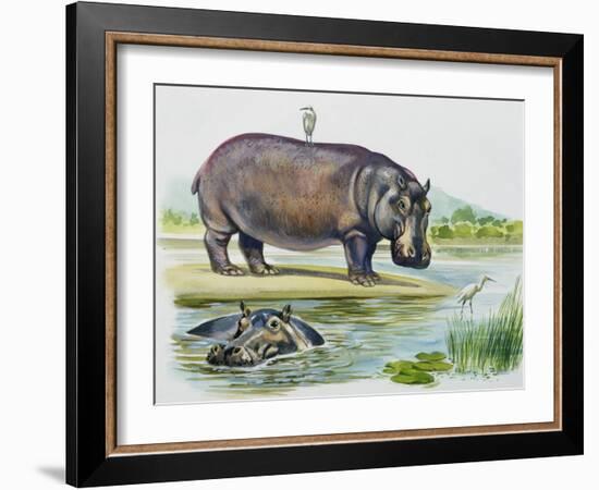 Hippopotamus or Hippo (Hippopotamus Amphibius), Hippopotamidae-null-Framed Giclee Print