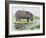 Hippopotamus or Hippo (Hippopotamus Amphibius), Hippopotamidae-null-Framed Giclee Print