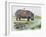 Hippopotamus or Hippo (Hippopotamus Amphibius), Hippopotamidae-null-Framed Giclee Print