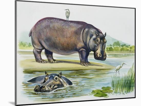 Hippopotamus or Hippo (Hippopotamus Amphibius), Hippopotamidae-null-Mounted Giclee Print