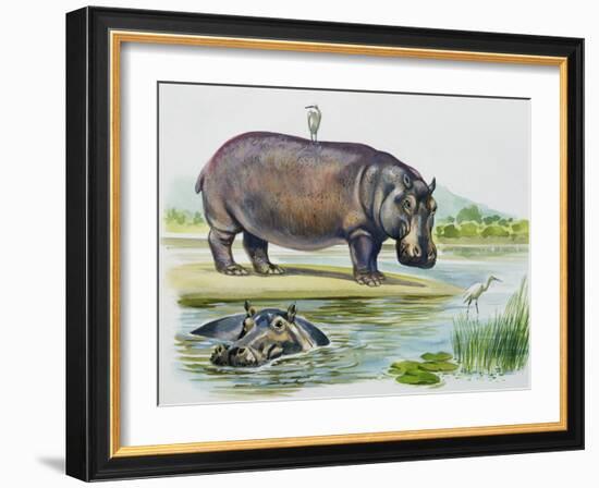 Hippopotamus or Hippo (Hippopotamus Amphibius), Hippopotamidae-null-Framed Giclee Print