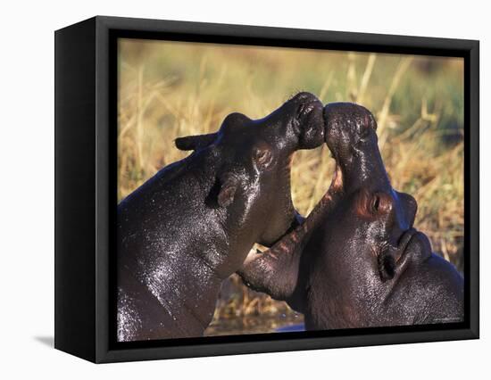 Hippopotamus Play Fighting, Moremi Nr, Botswana-Tony Heald-Framed Premier Image Canvas