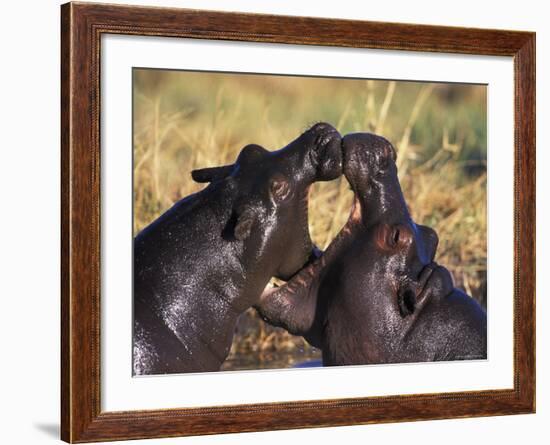 Hippopotamus Play Fighting, Moremi Nr, Botswana-Tony Heald-Framed Photographic Print